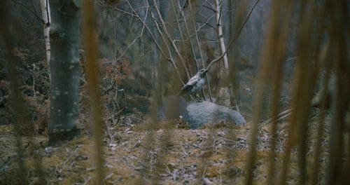 Irish artist Gerard Byrne films museum melancholy for the group show <i>Life Inside an Image</i>