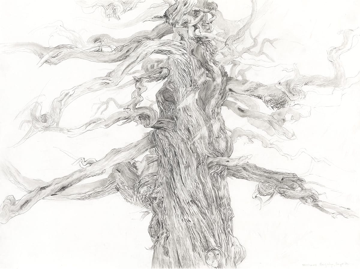 Elizabeth Cross talks about the symbolism and majesty of trees — Art ...