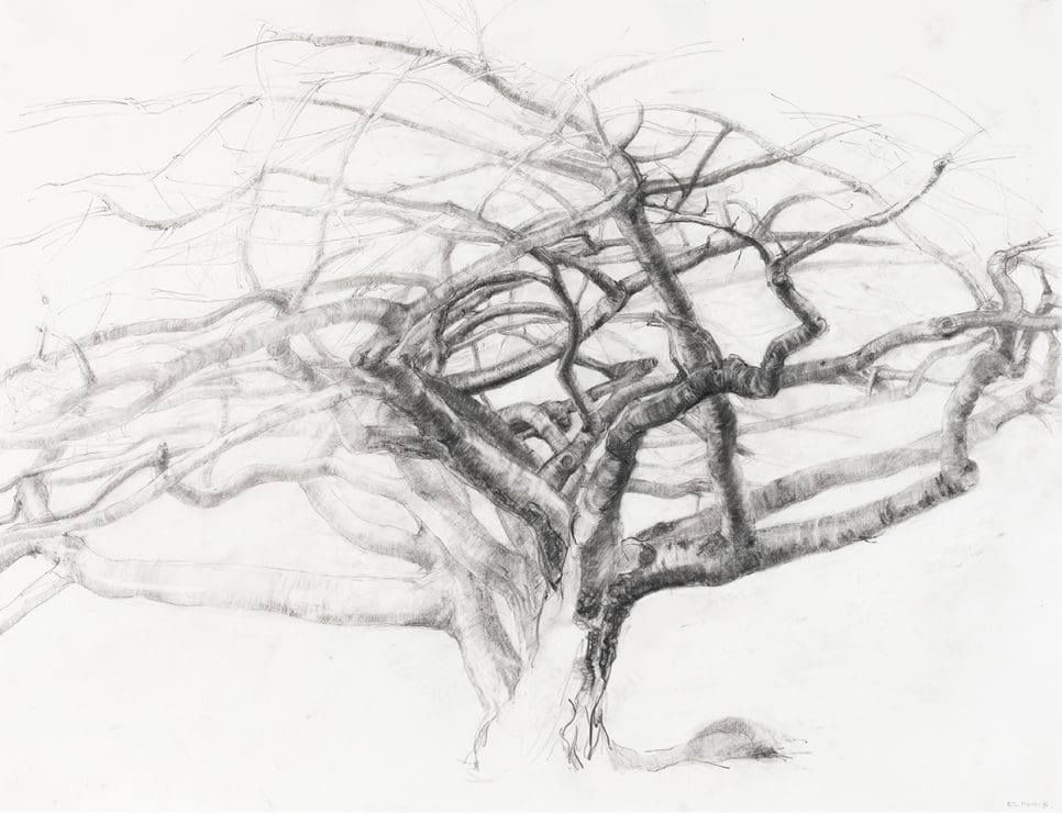 Elizabeth Cross talks about the symbolism and majesty of trees — Art ...