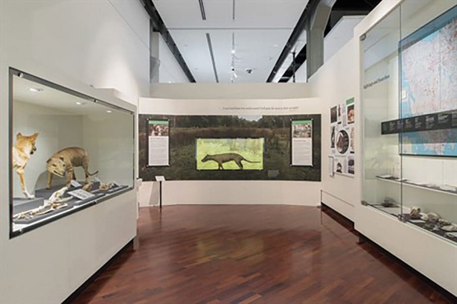 Tasmanian Tiger: Precious Little Remains