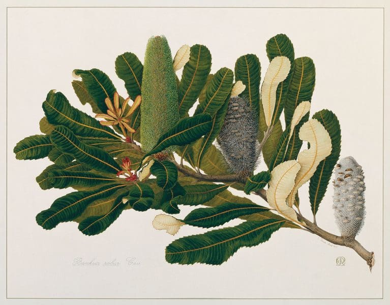 <em>Banksia Lady</em>
