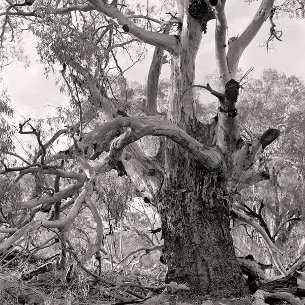 Tree Story