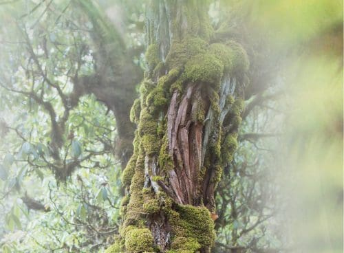 Interview: Janet Laurence on creating art during environmental crisis