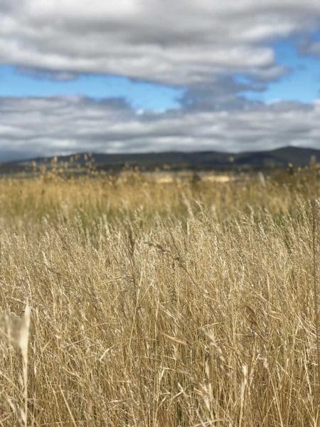<i>Grass/Lands</i>