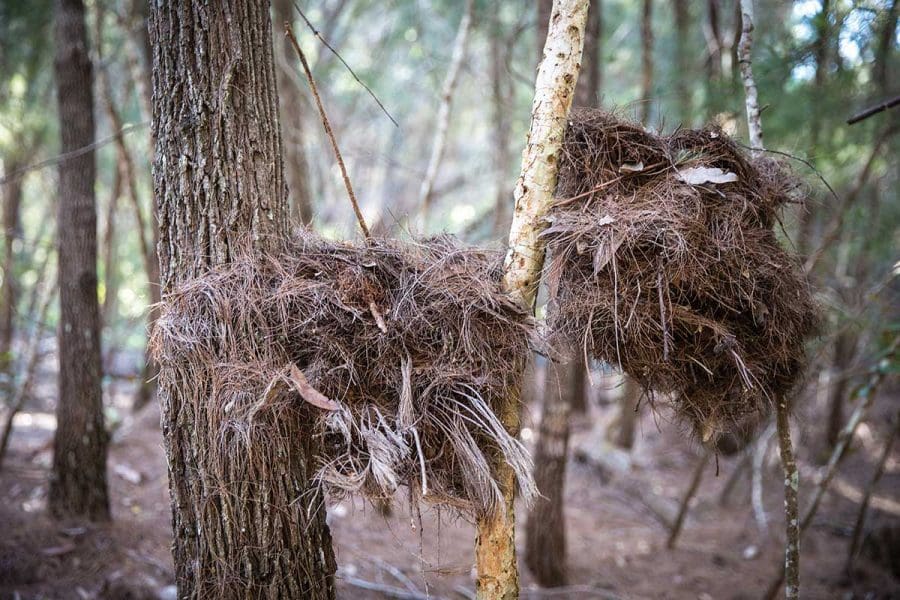 <i>Plant-blind: We only see things that look like us</i>