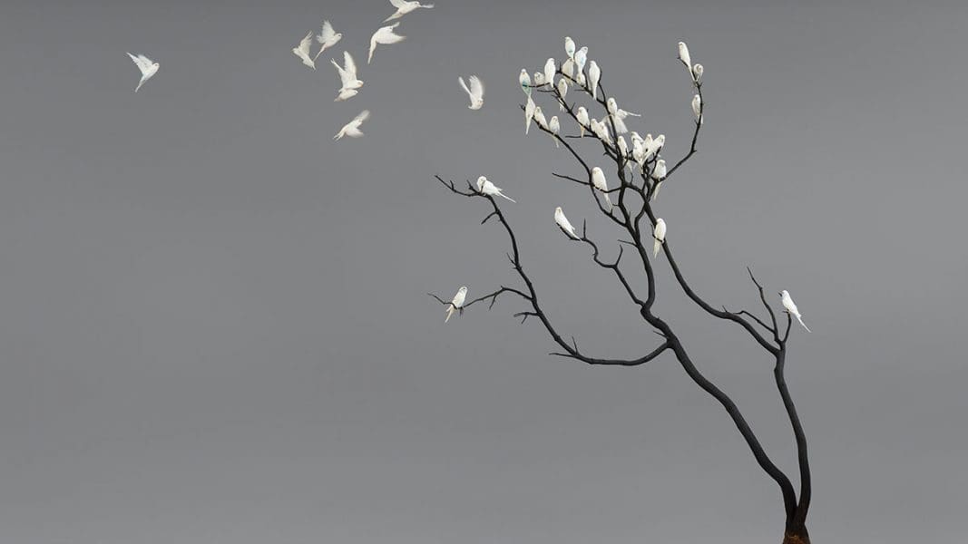 <em>Flock: Leila Jeffreys</em>