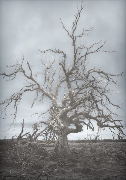 <em>Survivors</em>