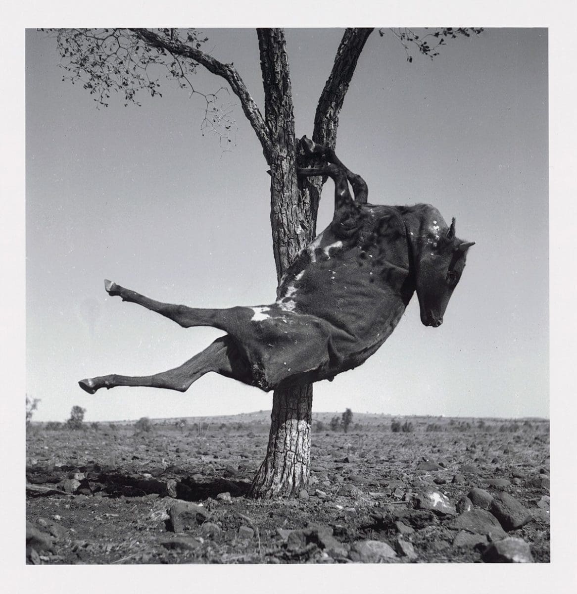 <i>Sidney Nolan: Drought</i>