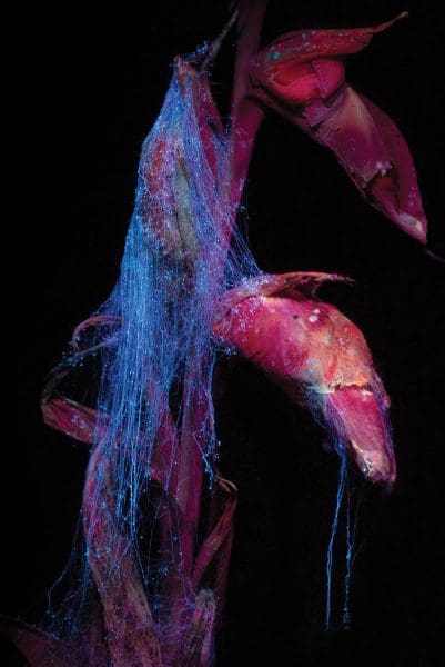 <em>Still Life</em>
