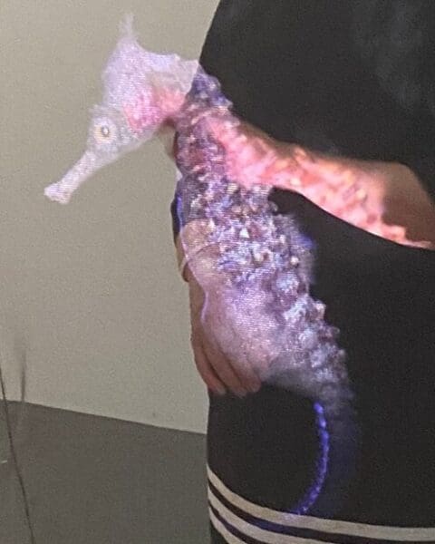 Mikala Dwyer: Penelope and the Seahorse