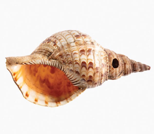Tidal Kin: Stories from the Pacific