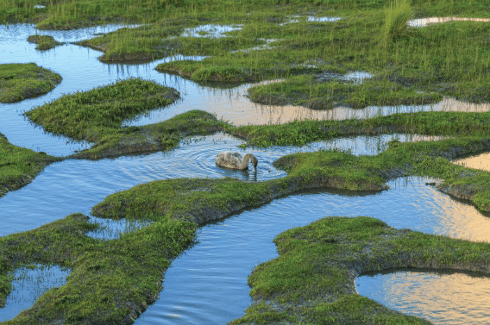 Wetlands