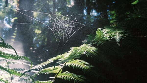 Spider with the Glass Legs
