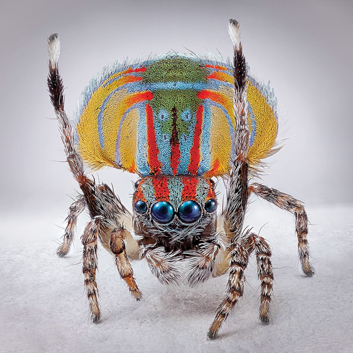 Maria Fernanda Cardoso: Spiders of Paradise