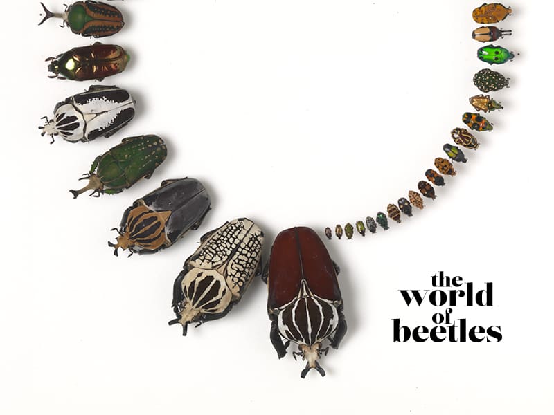 The World of Beetles