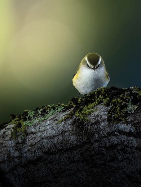 Australian Geographic Nature Photographer of the Year