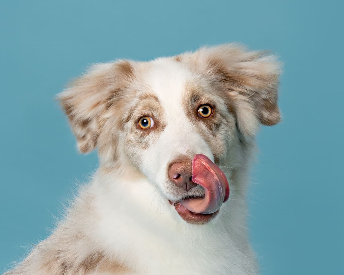 Best in Show 2025: Australian Photographic Dog Prize