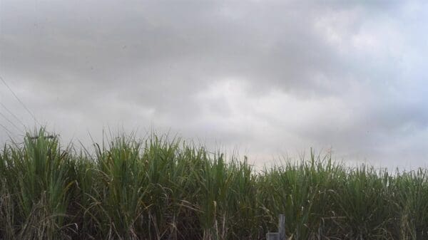 Yield