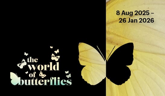 The World of Butterflies