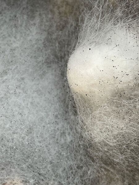 Natural Capital: Carbon Webs, Energy and Me (us)
