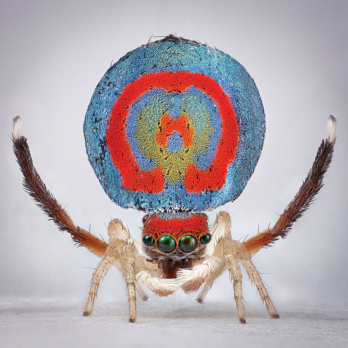 Maria Fernanda Cardoso: Spiders of Paradise