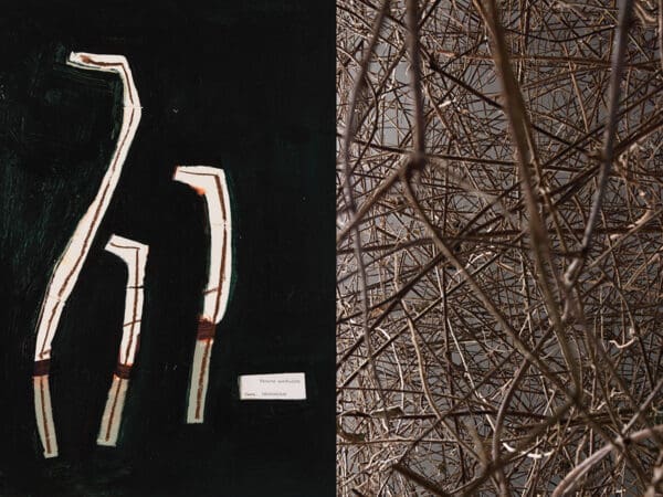 The Body Language of Plants
