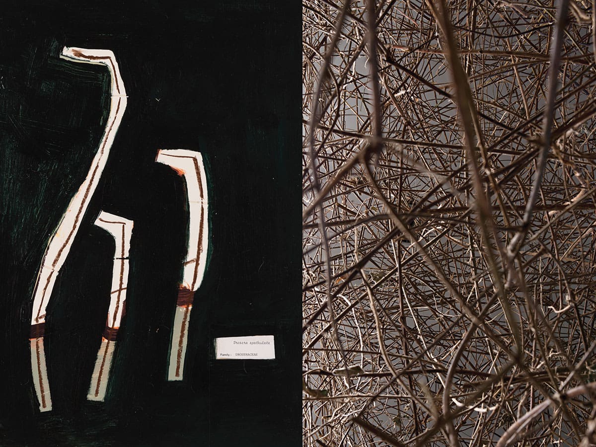 The Body Language of Plants